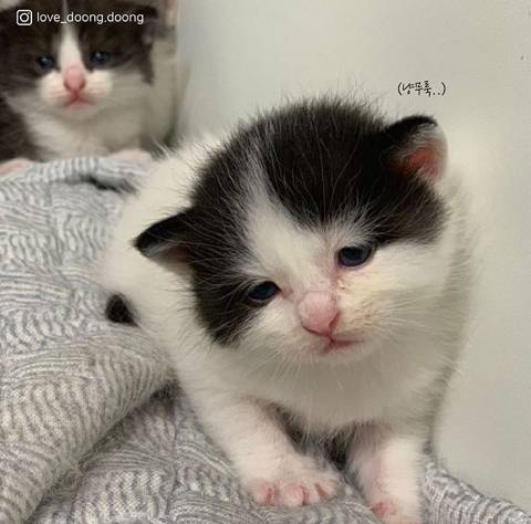 엄마 화장실이 궁금했던 아기고양이.jpg