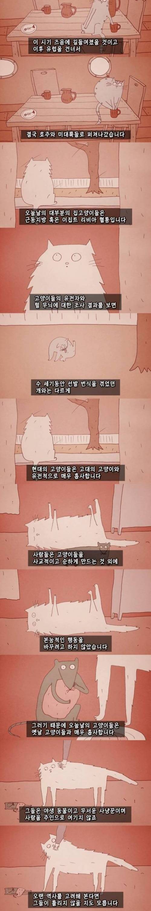 [스압] 고양이의 역사.jpg