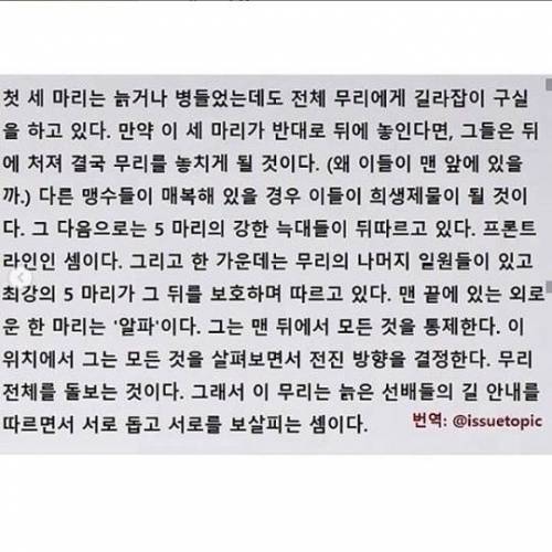 늑대무리의 이동 방법.jpg