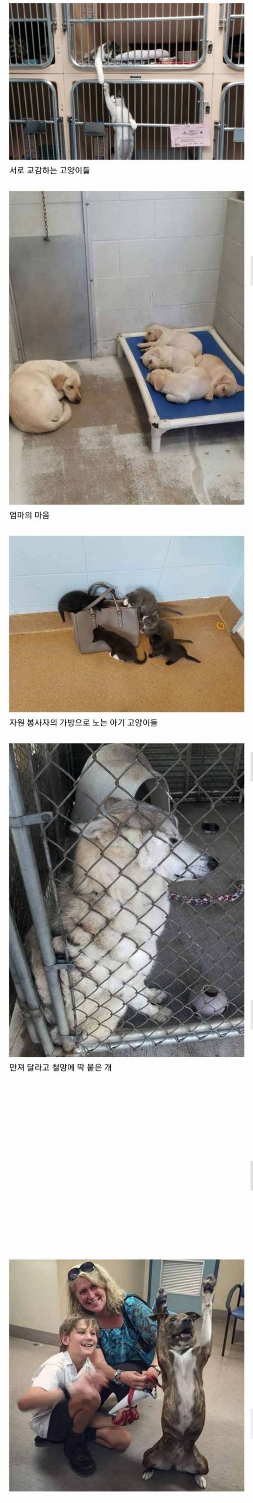 동물보호소 자원봉사자 1인칭 시점.jpg