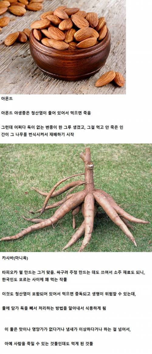 식재료가 된 것이 신기한 식물들