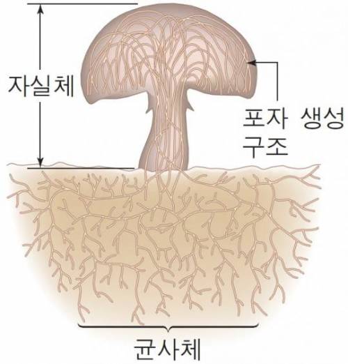 우리가 눈으로 보고 먹는 버섯 부분의 정체.jpg