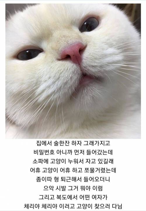 회사 형네 집의 고양이.jpg