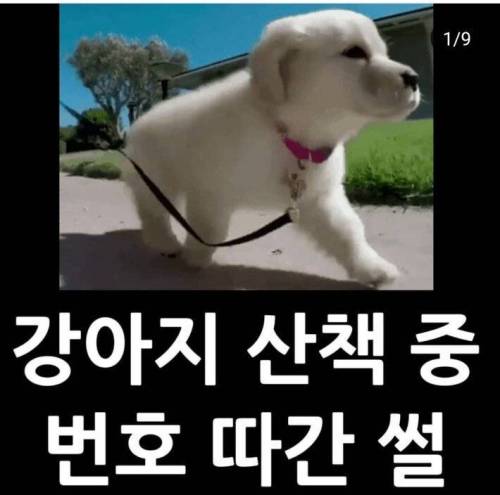 강아지 산책 중 번호 따간 썰.jpg