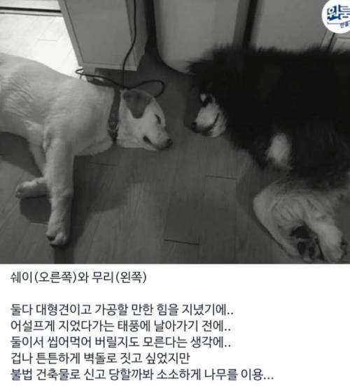 [스압] 역대급 금손의 댕댕이 전용 원룸 만들기