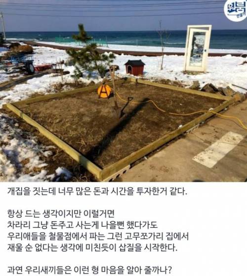 [스압] 역대급 금손의 댕댕이 전용 원룸 만들기