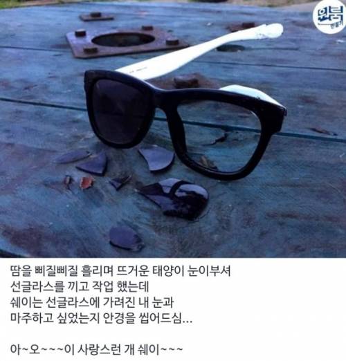 [스압] 역대급 금손의 댕댕이 전용 원룸 만들기