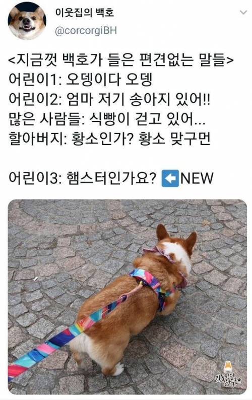 강아지가 들은 편견없는 말들.jpg