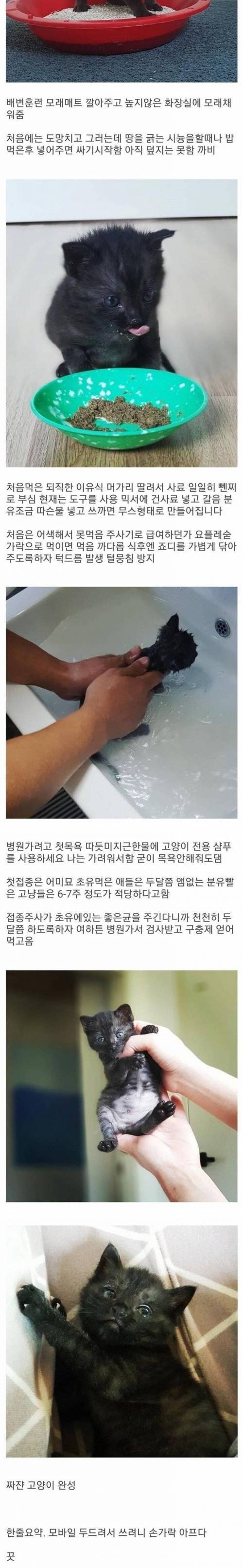 [스압] 고양이 제조과정.jpg