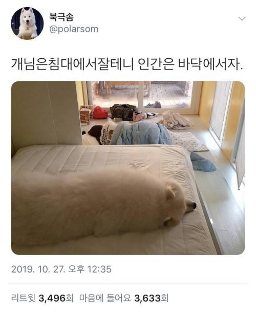 개님은 침대에서 잘테니 인간은 바닥에서 자.jpg