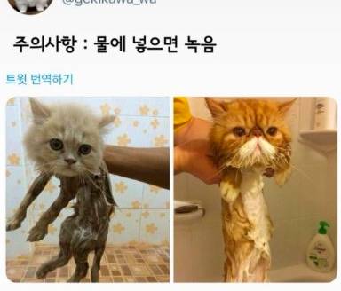 고양이 키울 때 주의 사항.jpg