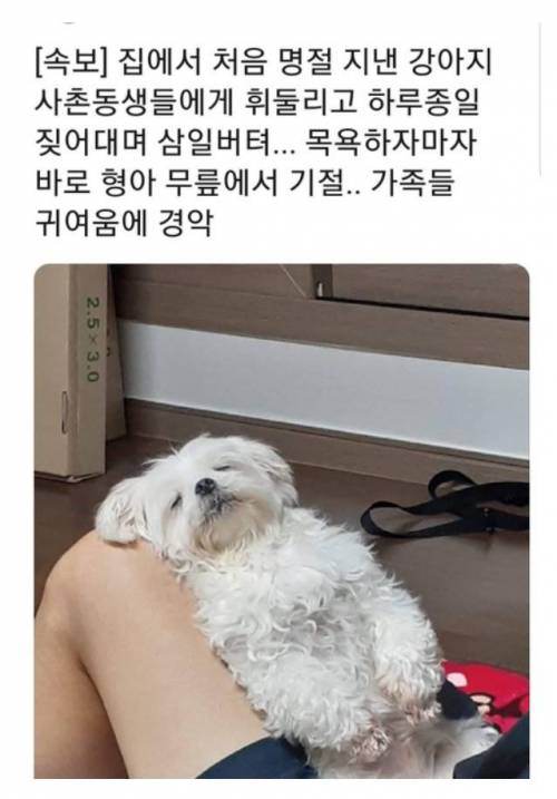 명절 처음 보낸 강아지.jpg