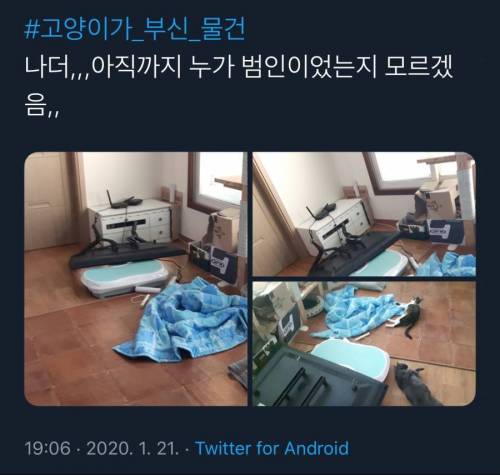 [스압] 어느집 냥아치들의 업적(스압)