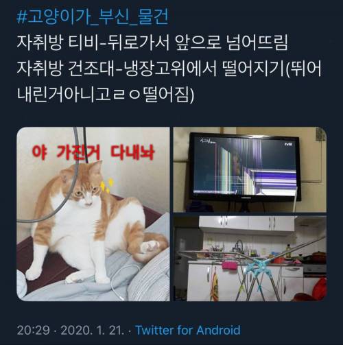 [스압] 어느집 냥아치들의 업적(스압)