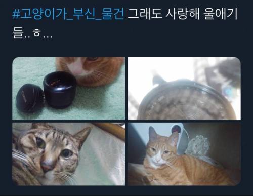 [스압] 어느집 냥아치들의 업적(스압)