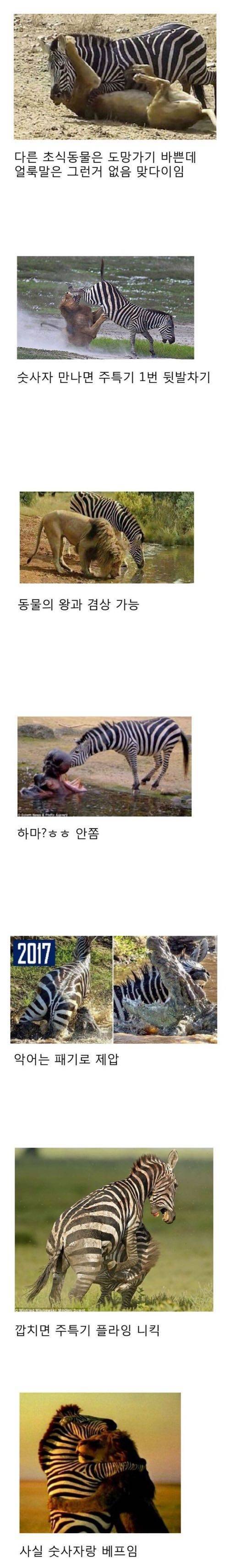 드디어 밝혀진 사파리 최강 동물.jpg