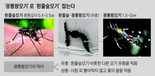 한국에만 서식하는 모기.jpg