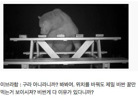 양봉장 꿀 훔쳐먹는 곰 대처법.jpg