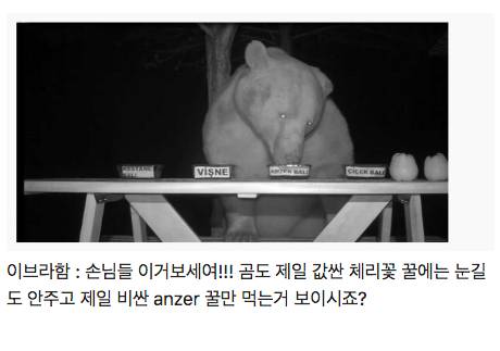 양봉장 꿀 훔쳐먹는 곰 대처법.jpg