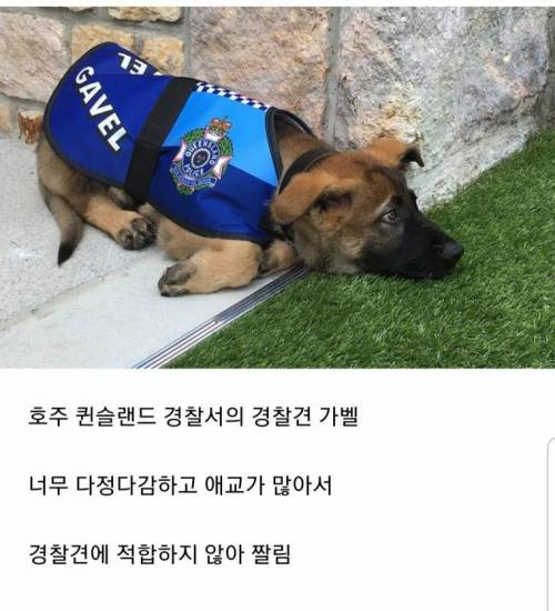 경찰견의 해고사유.JPG