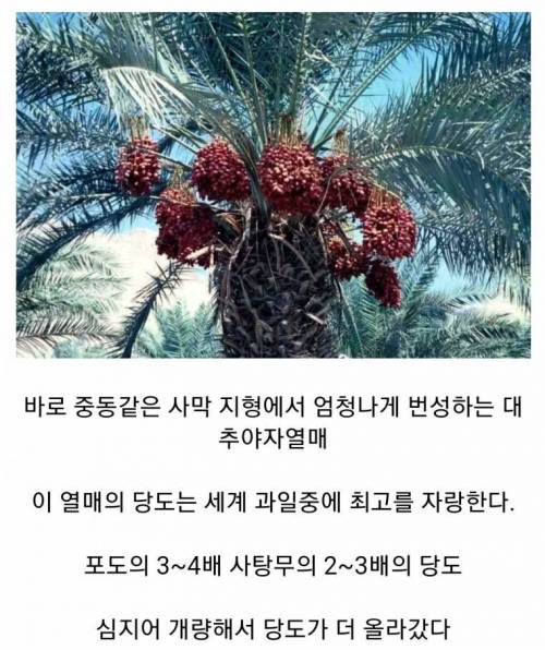 중동의 디저트가 달콤한 이유