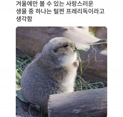 겨울의 프레리독.jpg