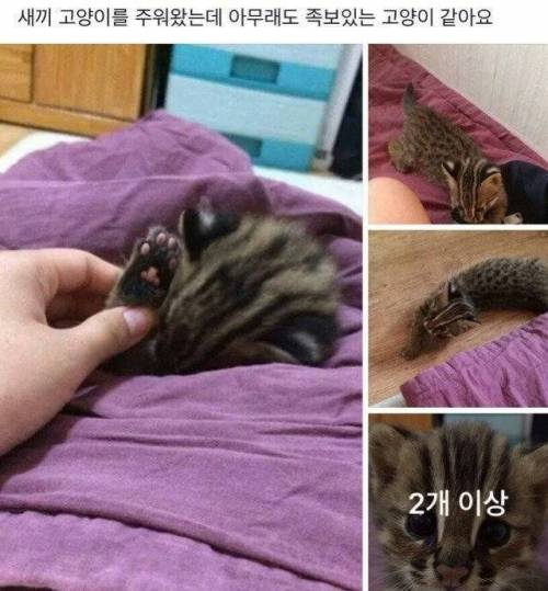 길냥이를 줍줍했는데 왠지 족보가 있을 것 같다