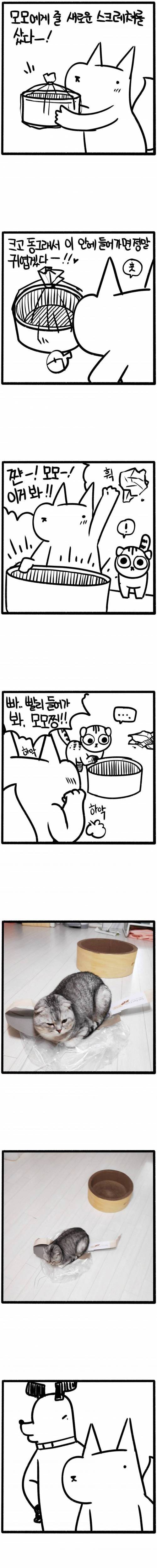 [스압] 고양이 용품 특징 만화.jpg