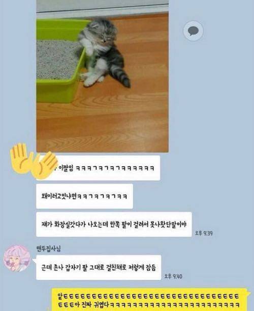 화장실에 팔걸린 냥이.jpg