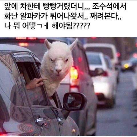 앞차에 빵빵댔더니