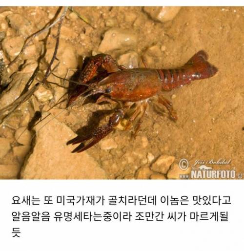 야심차게 한국에 진출했던 용병들 근황.jpg