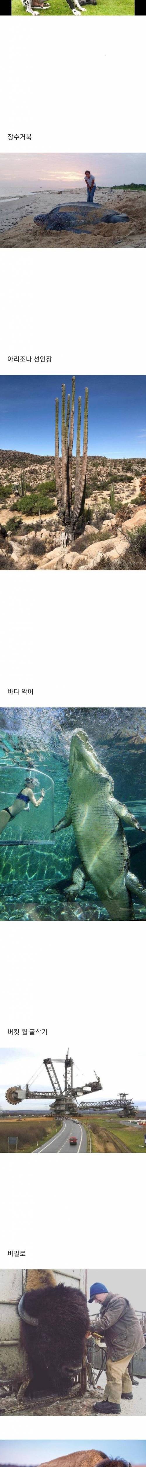 [스압] 생각보다 큰 것들.jpg