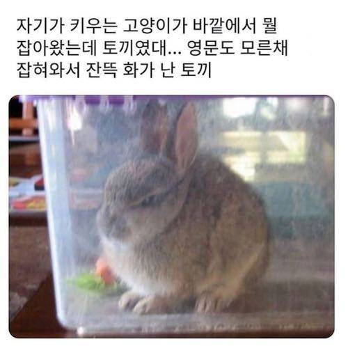 고양이가 잡아온 생명체.jpg