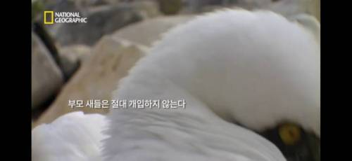 형제를 죽이는 새끼새.jpg