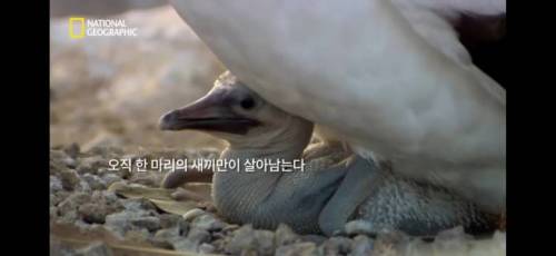 형제를 죽이는 새끼새.jpg