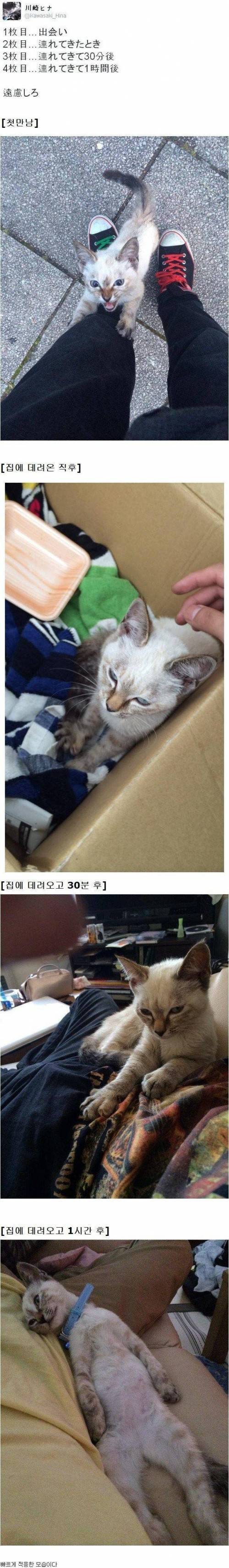 적응이 너무 빠른 고양이.jpg