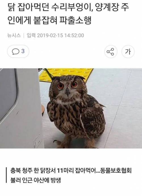 양계장 닭 잡아먹던 수리부엉이