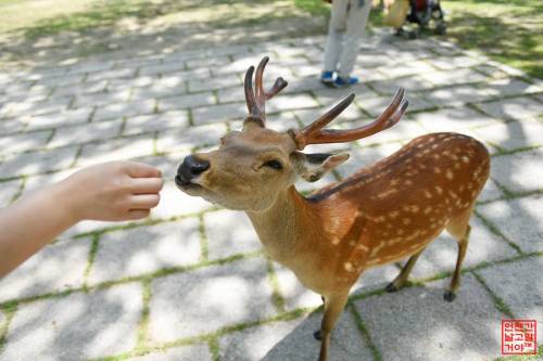 일본 관광지 나라현의 사슴 공원에 사슴들 근황