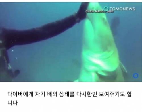 [스압] 다이버에게 도움 요청하는 상어.jpg