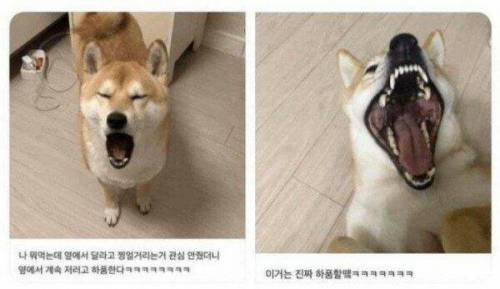 가짜 하품과 진짜 하품의 차이