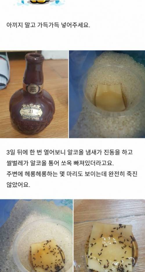 [벌레주의]닭 잡는데 소 잡는 칼 쓰기.jpg