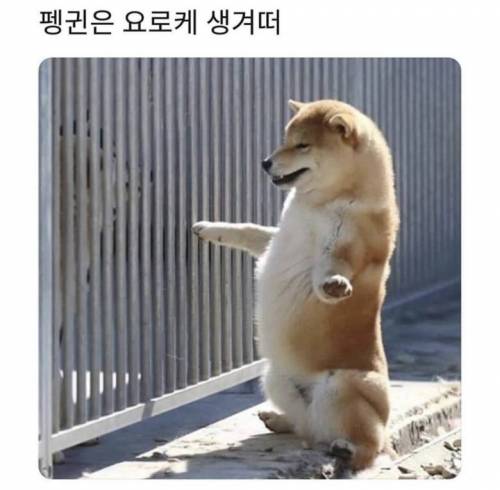 야 야 남극에 펭귄이 어떻냐면