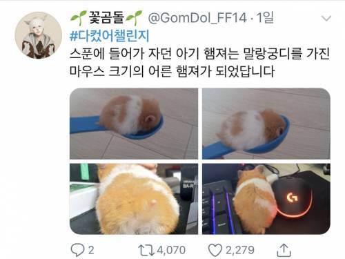 [스압] 트위터를 뒤집어 놓은 #다컸어챌린지