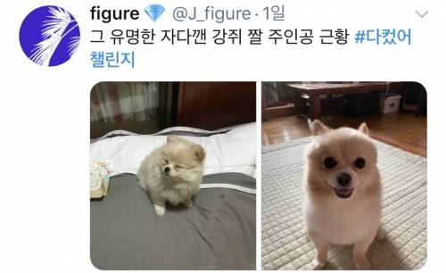 [스압] 트위터를 뒤집어 놓은 #다컸어챌린지