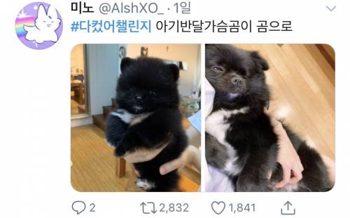 [스압] 트위터를 뒤집어 놓은 #다컸어챌린지