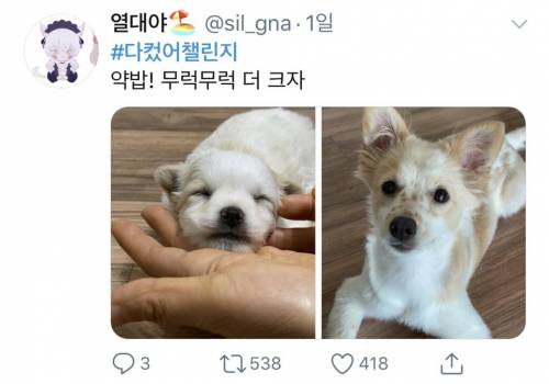 [스압] 트위터를 뒤집어 놓은 #다컸어챌린지