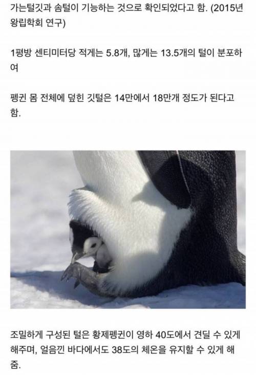 황제펭귄 성체 깃털.jpg