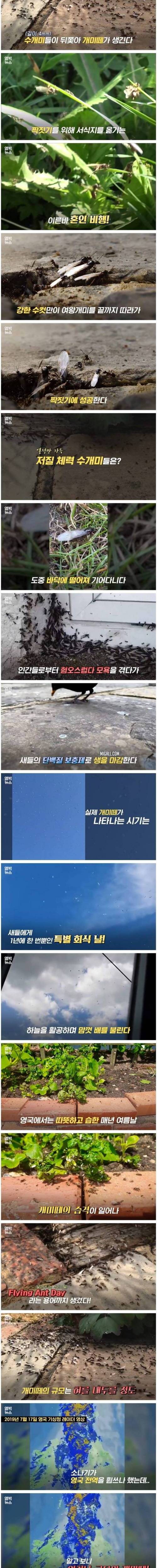 [스압] 영국 상공 80km를 뒤덮은 개미떼.jpg