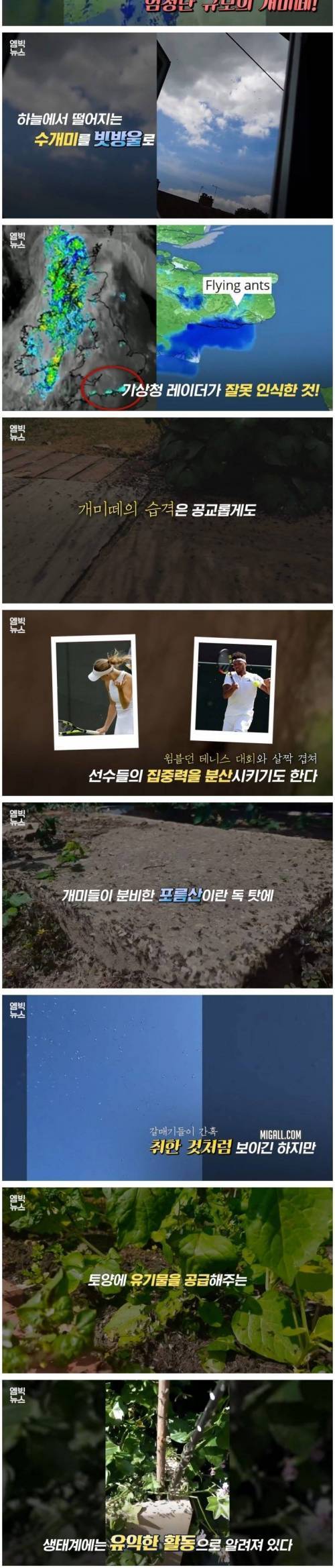 [스압] 영국 상공 80km를 뒤덮은 개미떼.jpg