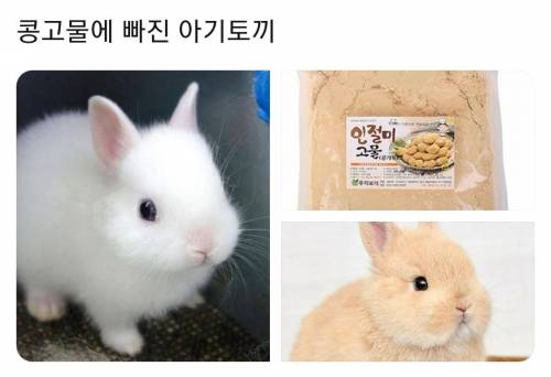 콩고물에 빠진 아기토끼.twt